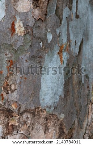 close-up of Eucalyptus (Eucalyptus globulus) tree trunk. wooden background