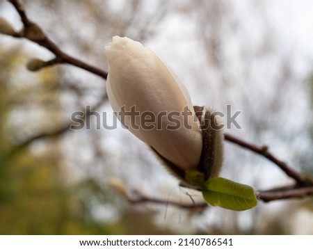 Magnolia bloom in spring. delicate magnolia flowers bathed in sunlight