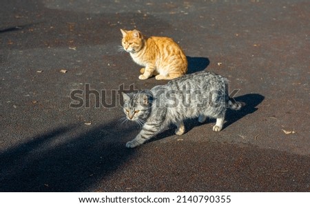 Homeless stray cats begging for food in winter. Problem of homeless, stray and abandoned animals. concept of shelter for stray cats. problem of stray animals, concept of shelter for cats