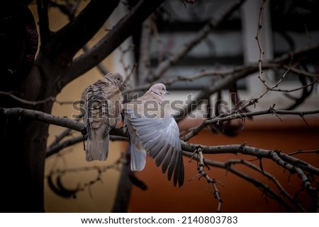 Streptopelia Dove birds. Detail view of couple loving birds on branch. 
(Kumru kuşu - Streptopelia )

