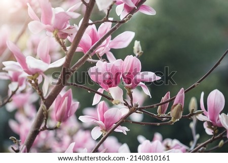 Beautiful magnolia flowers, pink blooming tree spring background