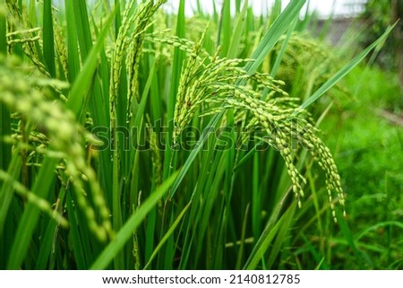 bunch of rice from green paddy field