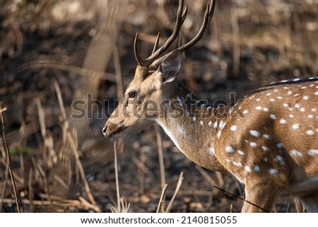 spotted deer or chital or axis deer standing in a forest close up shot Royalty-Free Stock Photo #2140815055