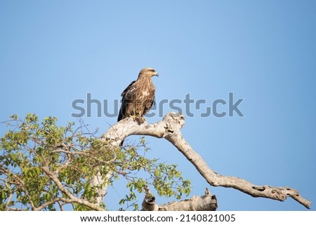 Black kite perched on a tree and eating a prey 
