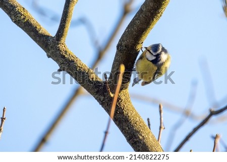 Eurasian Blue Tit, or Cyanistes caeruleus, is one of the most beautiful songbirds in the world. High quality photo