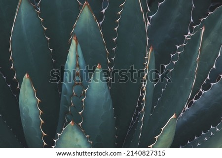 Spiky Agave Plant In Dark Blue Green Tone Color Natural Abstract Pattern Background Royalty-Free Stock Photo #2140827315