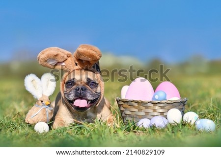 Cute happy Easter French Bulldog dog with rabbit costume ears next to easter eggs and decoration chicken Royalty-Free Stock Photo #2140829109