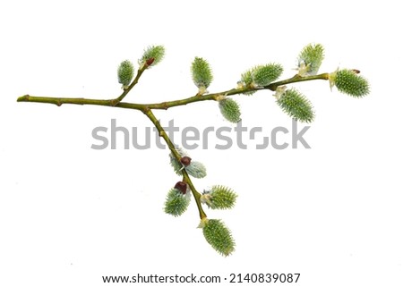 Willow branch with furry willow-catkins isolate on a white background, clipping path, no shadows. Willow twigs goat willow (Salix caprea) isolated on white background. Royalty-Free Stock Photo #2140839087