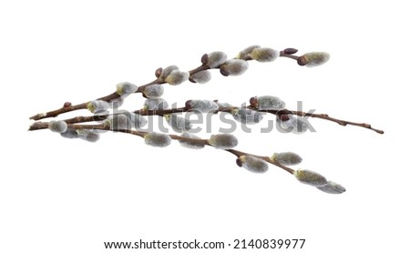 Willow branch with furry willow-catkins isolate on a white background, clipping path, no shadows. Willow twigs isolated on white background. Spring concept, Palm Sunday concept. Royalty-Free Stock Photo #2140839977