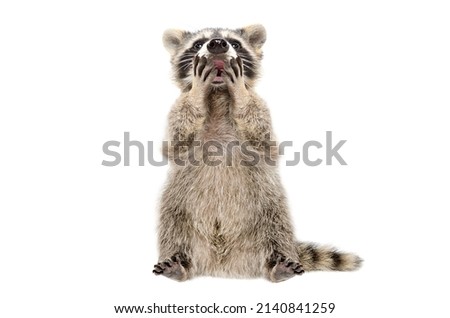 Funny surprised raccoon covers mouth with paws isolated on white background