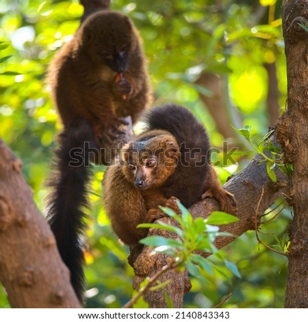 The red-fronted lemur (Eulemur rufifrons) with a long beautiful tail. Also known as the red-fronted brown lemur or southern red-fronted brown lemur. Animal of Madagascar, Africa.