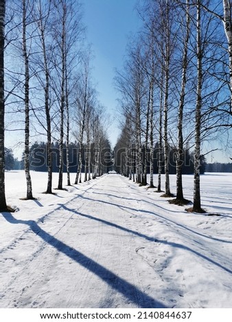 Winter in Pavlovsky Park white snow and cold trees