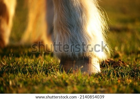 Macro close up of white-haired pony's hoof side in the grass, side lit by golden sunlight  Royalty-Free Stock Photo #2140854039