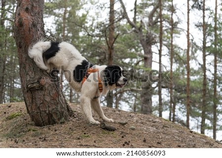 Raasiku Estonia - March 23 2022: Giant white and black dog in obedience and tricks training. Landseer dog climbs up an old pine tree with her rear legs.