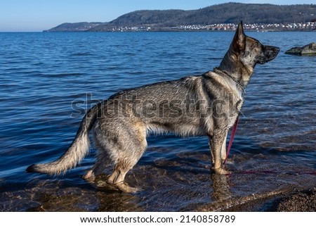 A young German Shepherd in a lake. Sable colored working line breed. Blue water and mountains in the background