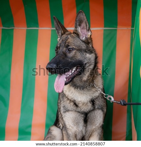 A portrait of a young German Shepherd. A striped pattern in the background