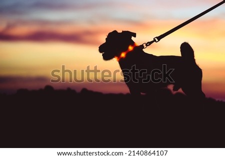 Safe evening or night walk with pet concept. Silhouette of dog on leash wearing LED-light collar against beautiful sunset sky Royalty-Free Stock Photo #2140864107