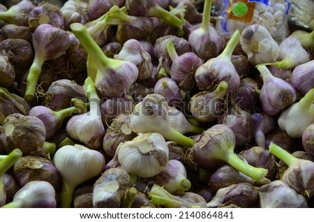 Fresh garlic. Beautiful large heads of garlic with purple color