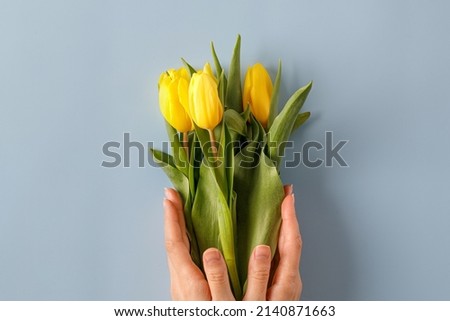 Woman hands holding yellow tulips flower bouquet on blue background. Top view, copy space. Spring and flowers. Ukraine colors