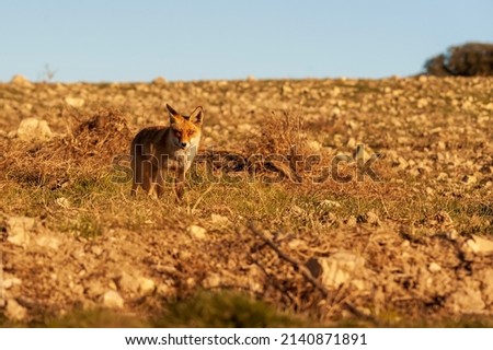 Fox sniffing freely, distrustful and cunning.