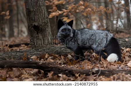 Animal photography photos about foxes Royalty-Free Stock Photo #2140872955