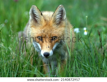 Animal photography photos about foxes Royalty-Free Stock Photo #2140872957