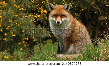 Animal photography photos about foxes Royalty-Free Stock Photo #2140872973
