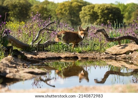 Animal photography photos about foxes Royalty-Free Stock Photo #2140872983