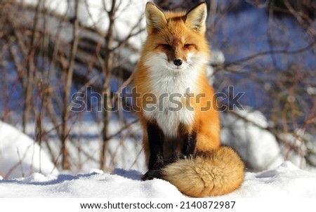 Animal photography photos about foxes Royalty-Free Stock Photo #2140872987