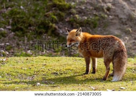 Animal photography photos about foxes Royalty-Free Stock Photo #2140873005