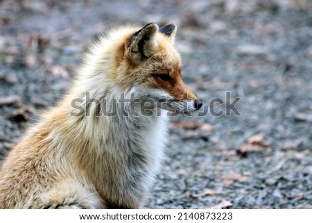 Animal photography photos about foxes Royalty-Free Stock Photo #2140873223