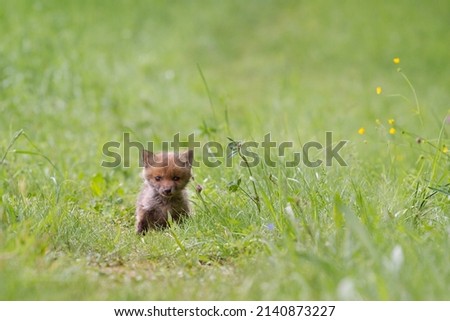 Animal photography photos about foxes Royalty-Free Stock Photo #2140873227
