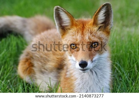 Animal photography photos about foxes Royalty-Free Stock Photo #2140873277