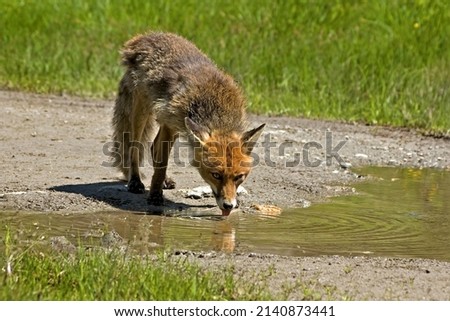 Animal photography photos about foxes Royalty-Free Stock Photo #2140873441