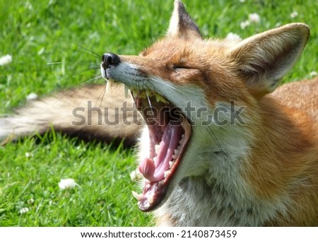 Animal photography photos about foxes Royalty-Free Stock Photo #2140873459