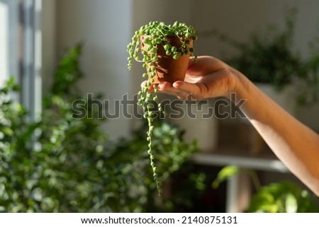 Closeup of woman hand holding small terracotta pot with Senecio Rowleyanus commonly known as a string of pearls, home interior on blurred background. Sunlight. Hobby, houseplant lovers concept.  Royalty-Free Stock Photo #2140875131