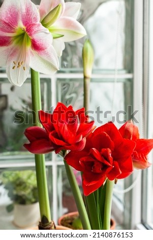 Bright bicolor blooming hippeastrum. Pink-white and red amaryllis in clay pots, macro. Home gardening concept. Beautiful inspirational floral picture.