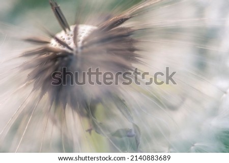 Dandelion, shades and details on a green background