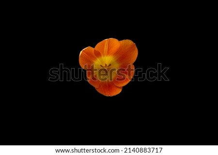 Orange and yellow tulip flower isolated on black background. Tulip on black background. Royalty-Free Stock Photo #2140883717