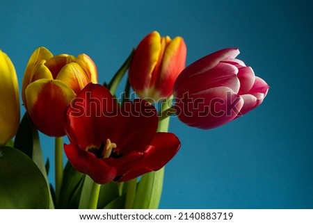 Closeup of colorful blooming tulip flowers in spring on blue background. Mother's Day, Valentines, Anniversary, Easter, Birthday. Royalty-Free Stock Photo #2140883719