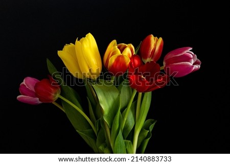 Multicolored tulips on black background with copy space for text. Bouquet of spring flowers. Isolated on black background. Royalty-Free Stock Photo #2140883733