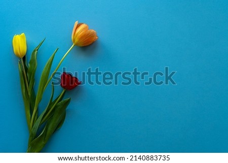 Multicolored tulips on blue background with copy space for text. Bouquet of spring flowers. Isolated on blue background. Royalty-Free Stock Photo #2140883735