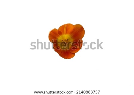 Orange and yellow tulip flower isolated on white background. Tulip on white background. Royalty-Free Stock Photo #2140883757