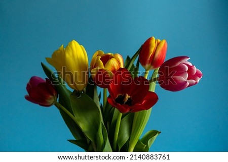 Closeup of colorful blooming tulip flowers in spring on blue background. Mother's Day, Valentines, Anniversary, Easter, Birthday. Royalty-Free Stock Photo #2140883761