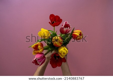 Multicolored tulips on pink background with copy space for text. Bouquet of spring flowers. Isolated on pink background. Mother's Day, Valentines, Anniversary, Easter, Birthday. Royalty-Free Stock Photo #2140883767