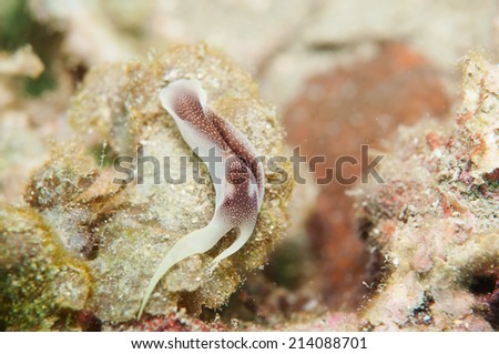Sea Slug _ Chelidonura amoena