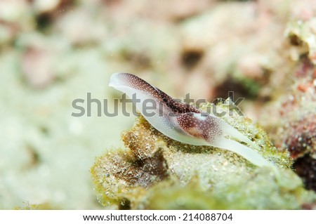 Sea Slug _ Chelidonura amoena