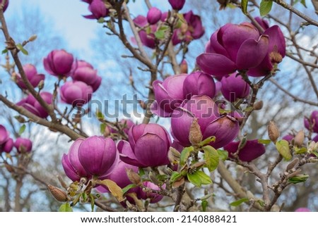 close up of pink hybrid Magnolia tree with blue sky background
