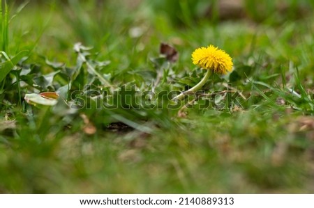 Fresh dandelion flower in green grass in spring garden
