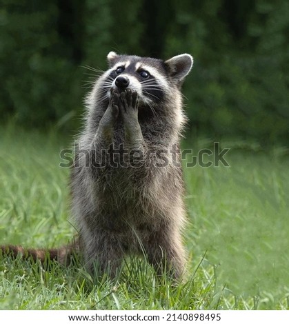 A raccoon with a very surprised look, pressing his paws to his nose, stands in the field grass close-up
